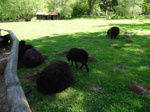 Nutzerbilder Tierpark Sababurg