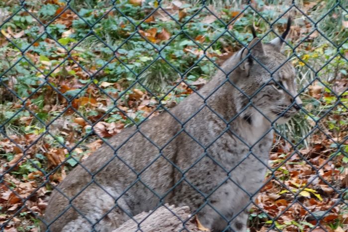 Nutzerbilder Wildpark und Naturzentrum Knüll