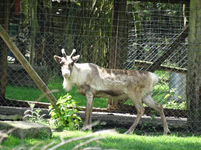 Nutzerbilder Tierpark Sababurg