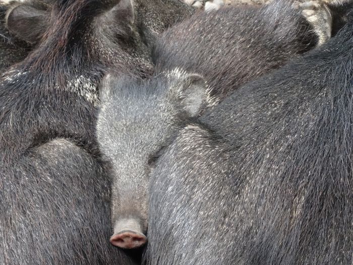 Nutzerbilder Zoologischer Garten Schwerin gGmbH