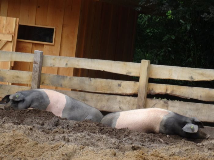 Nutzerbilder Zoologischer Garten Schwerin gGmbH