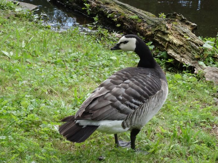 Nutzerbilder Zoologischer Garten Schwerin gGmbH