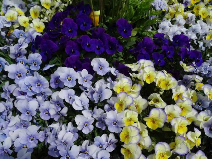 Nutzerbilder Erfurter Garten- und Ausstellungs gGmbH (ega) egapark