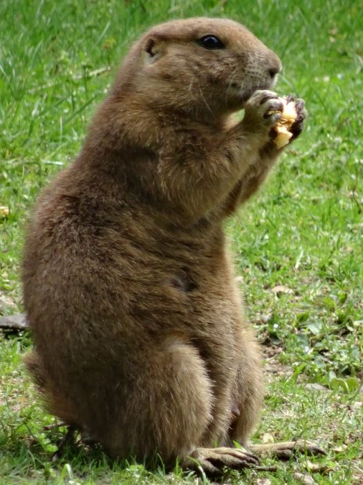 Nutzerbilder Zoologischer Garten Schwerin gGmbH