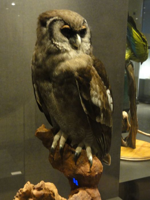 Nutzerbilder Museum für Naturkunde Leibniz-Institut für Evolutions- und Biodiversitätsforschung an der Humboldt-Universität zu Berlin