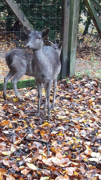 Nutzerbilder Heimat-Tierpark Olderdissen