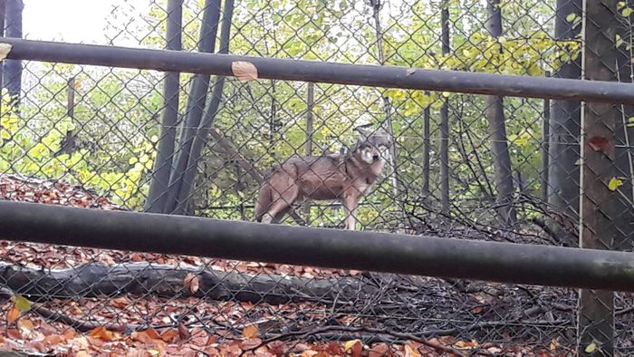 Nutzerbilder Heimat-Tierpark Olderdissen