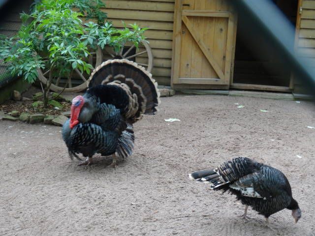 Nutzerbilder Tierpark Sababurg