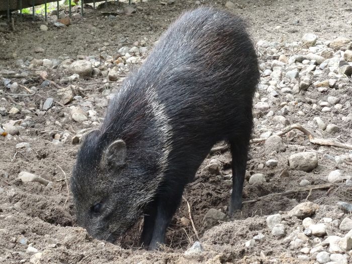 Nutzerbilder Zoologischer Garten gGmbH