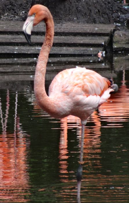 Nutzerbilder Zoologischer Garten Schwerin gGmbH