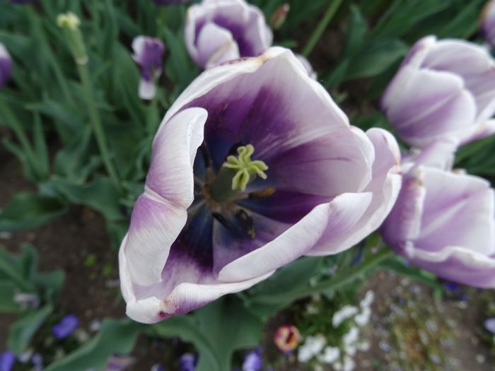 Nutzerbilder Erfurter Garten- und Ausstellungs gGmbH (ega) egapark