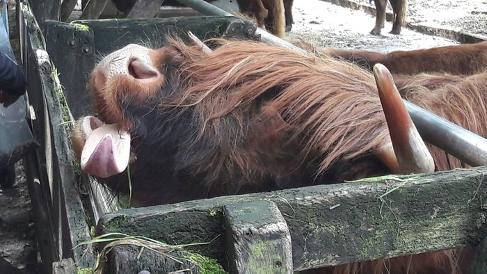 Nutzerbilder Heimat-Tierpark Olderdissen