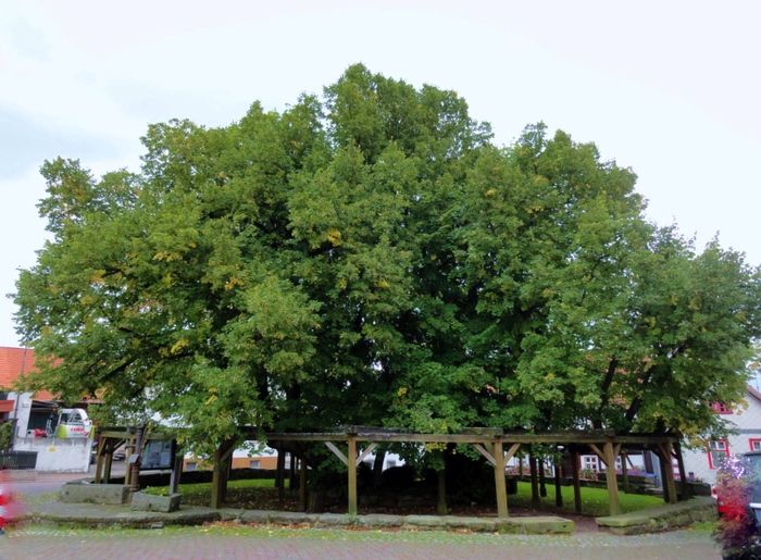 1000- jährige Linde, Gerichtslinde