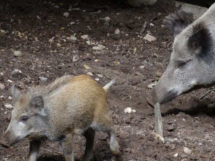 Nutzerbilder Zoologischer Garten Schwerin gGmbH