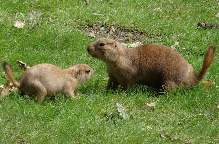 Nutzerbilder Zoologischer Garten Schwerin gGmbH