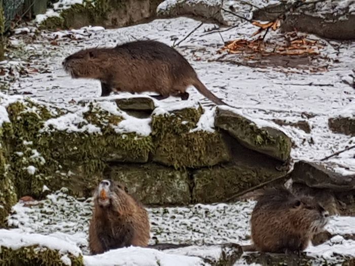 Nutzerbilder Heimat-Tierpark Olderdissen