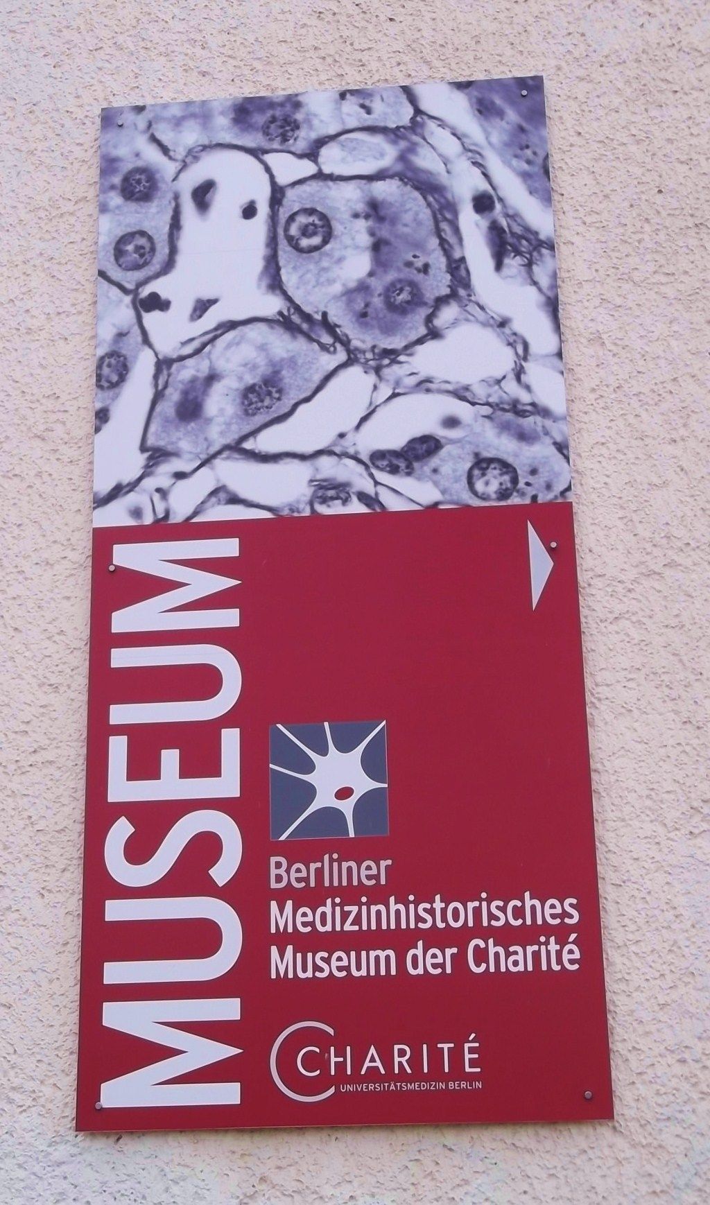 Nutzerfoto 3 Berliner Medizinhistorisches Museum der Charité