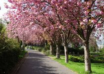 Bild zu Hauptfriedhof Frauenberg