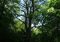 Bild zu Naturschutzgebiet Urwald Sababurg,Reinhardswald