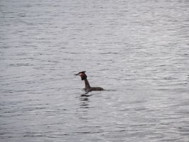 Bild zu Rheinsberger See mit Remusinsel