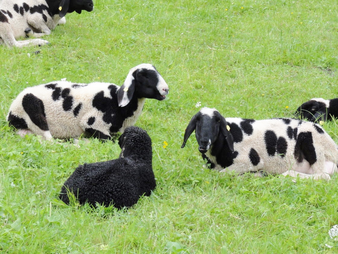 Weideidyll - das sind Schafe und keine Kälber :D