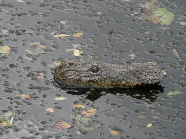 Wild lebende Tiere im Stößensee ;-))