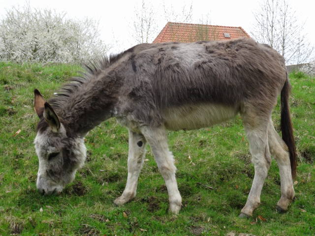 Bild 33 Tierpark Wismar in Wismar