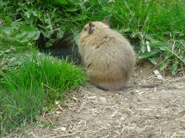 Degu