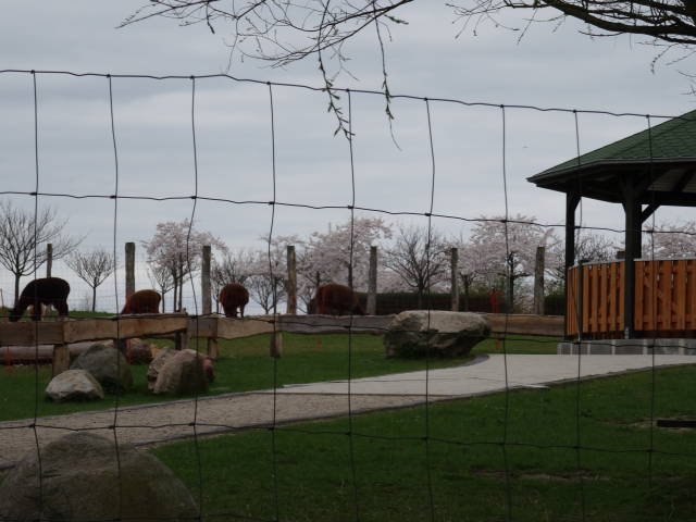 Bild 16 Tierpark Wismar in Wismar