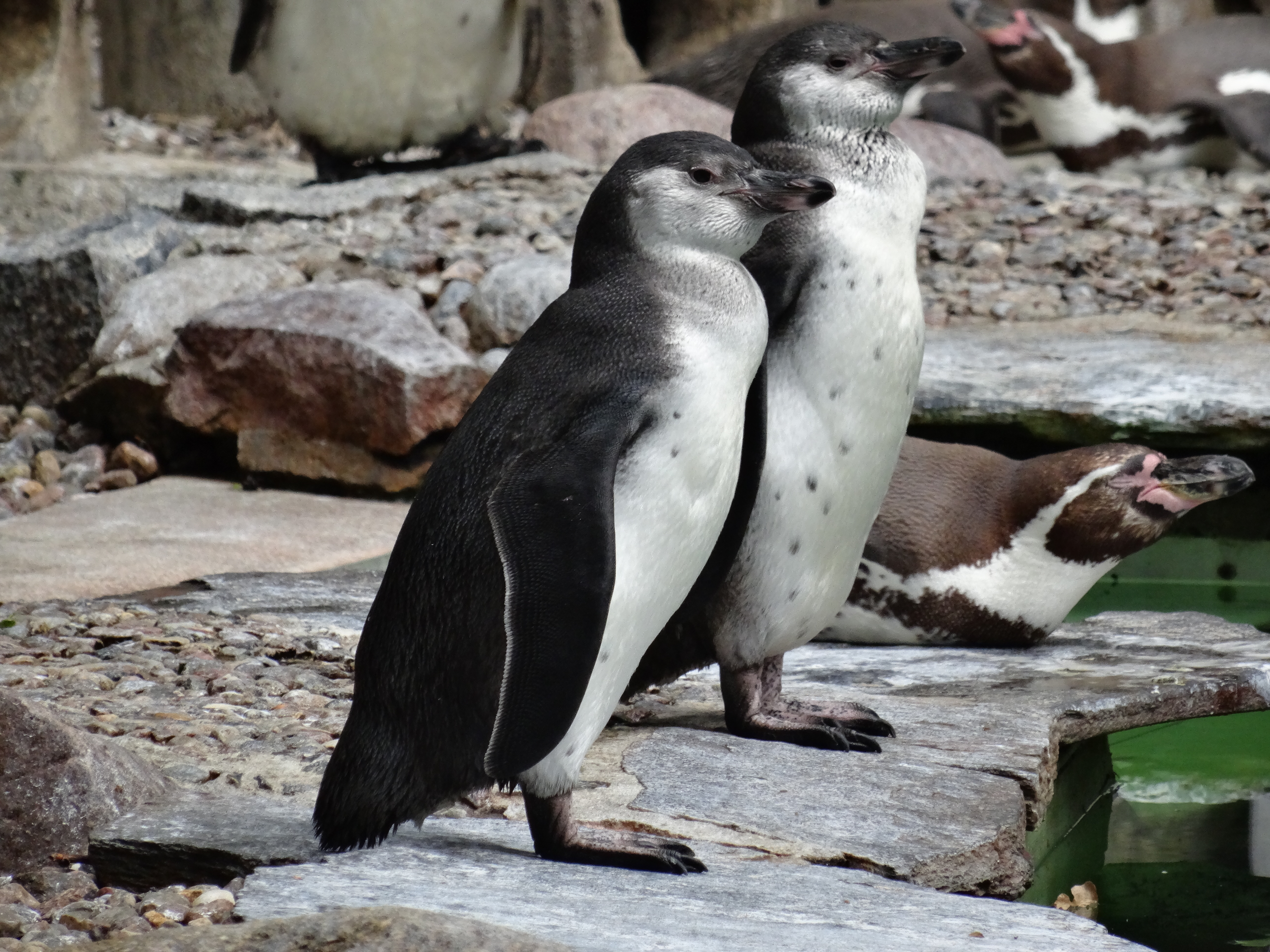 Bild 78 Zoologischer Garten Schwerin gGmbH in Schwerin