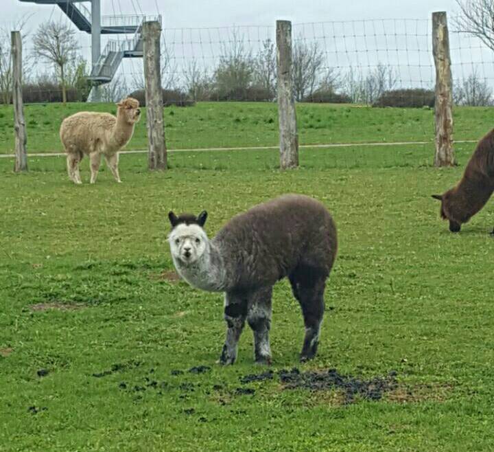 Bild 50 Tierpark Wismar in Wismar