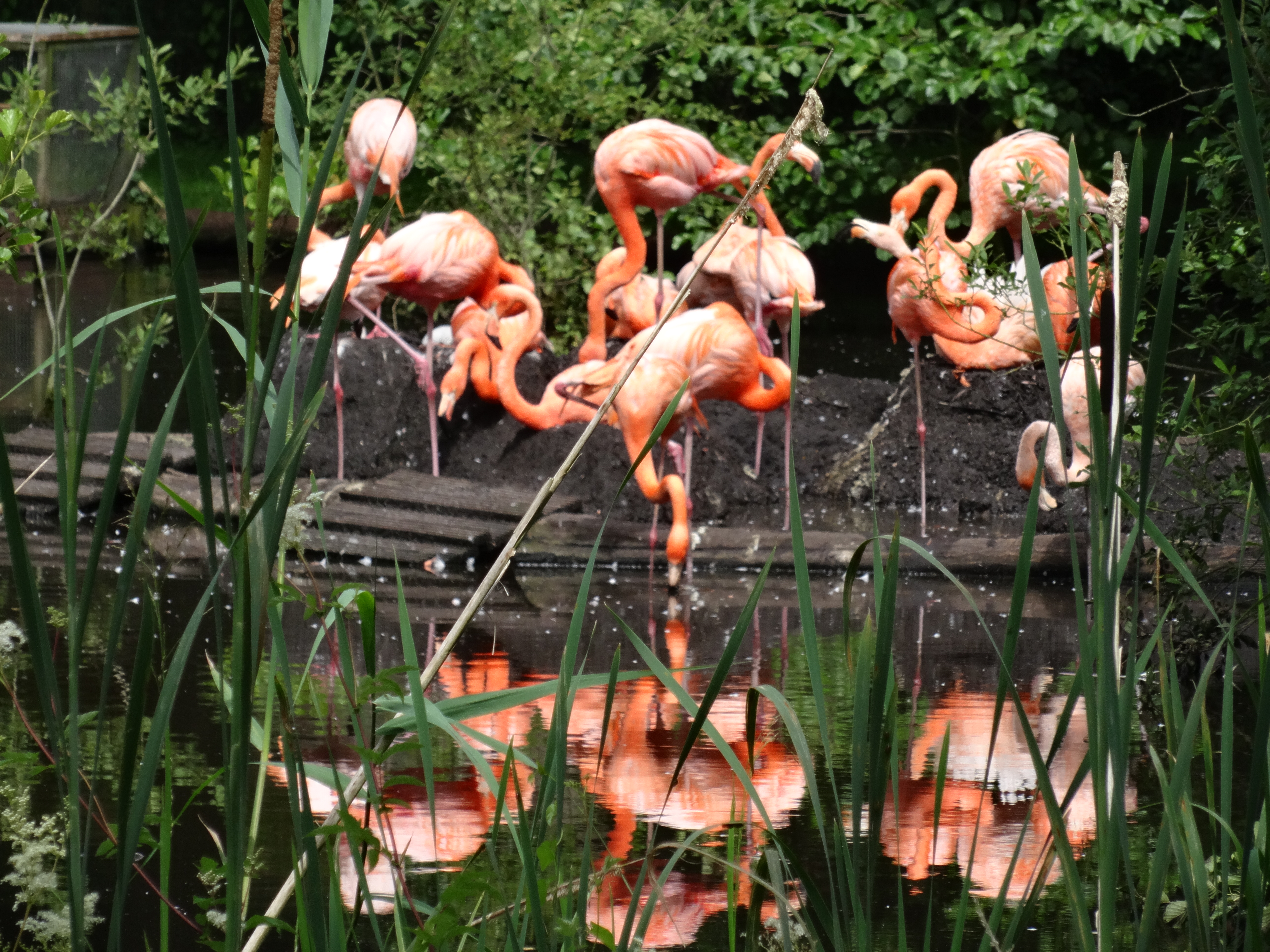 Flamingo - Ballett
