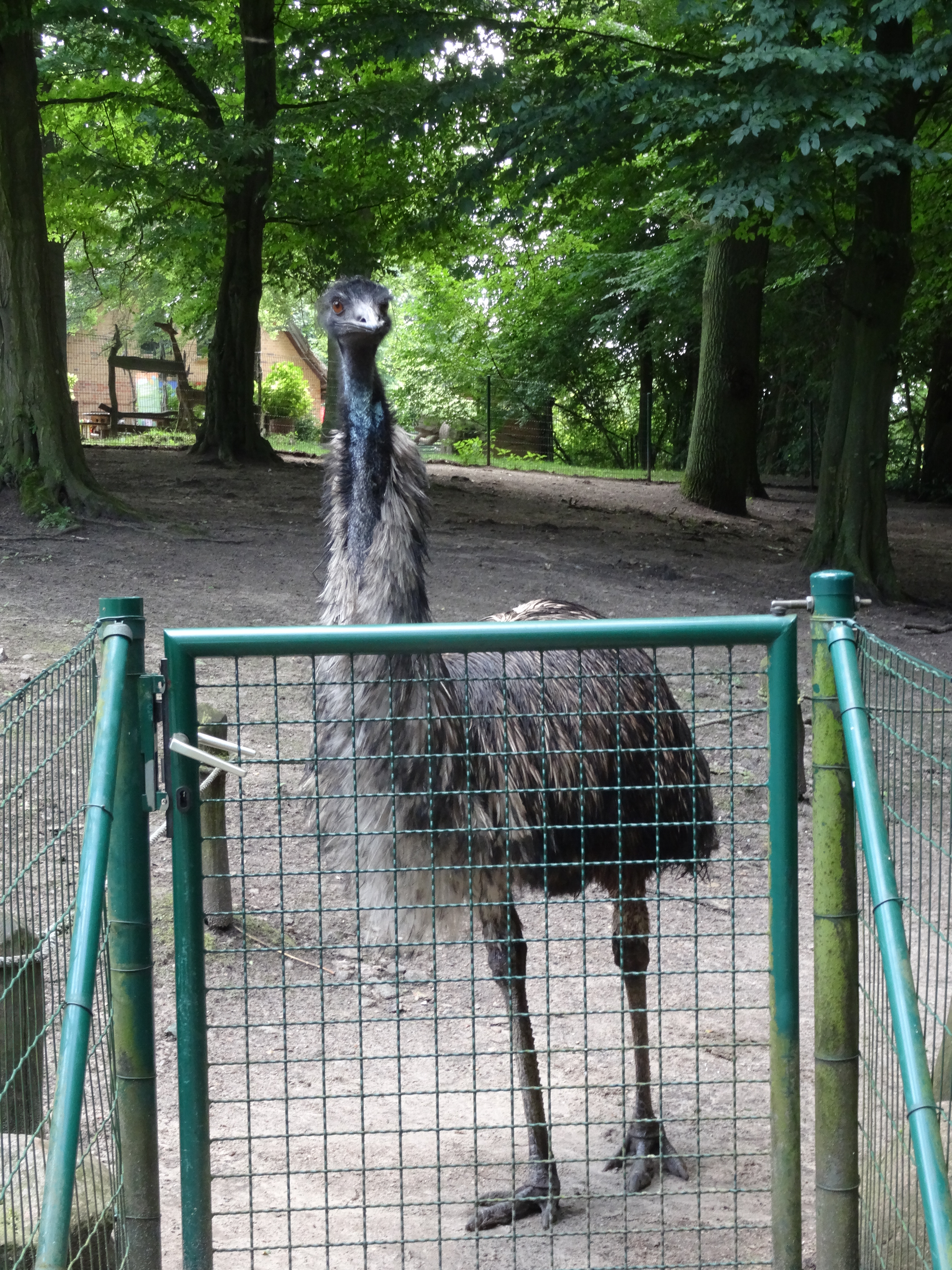 Bei Miss Emu - sie erwartet mich schon ...