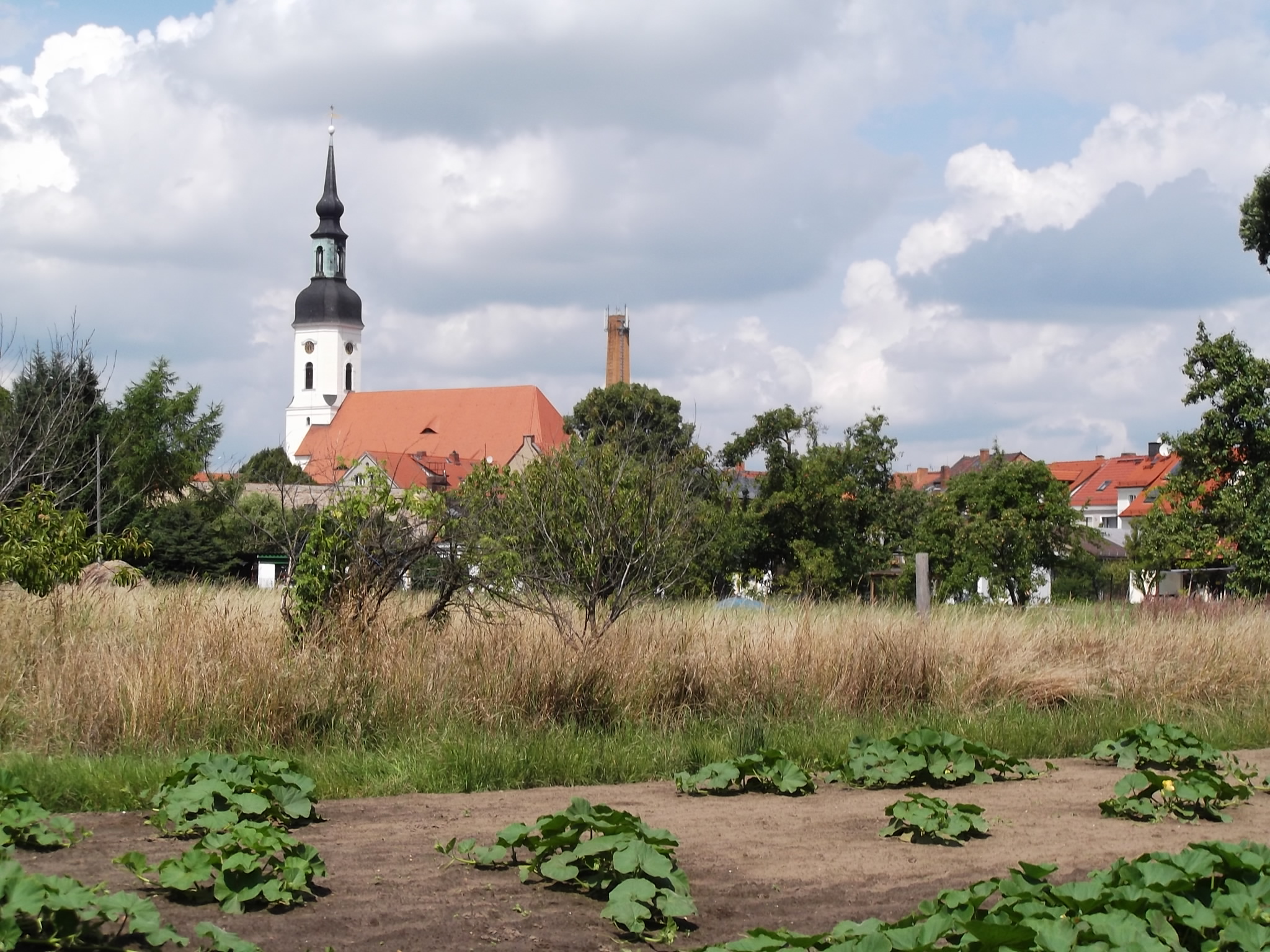 Stadt - im Hintergrund Stadtkirche St. Nikolai, im Vordergrund Gurkenpflanzen