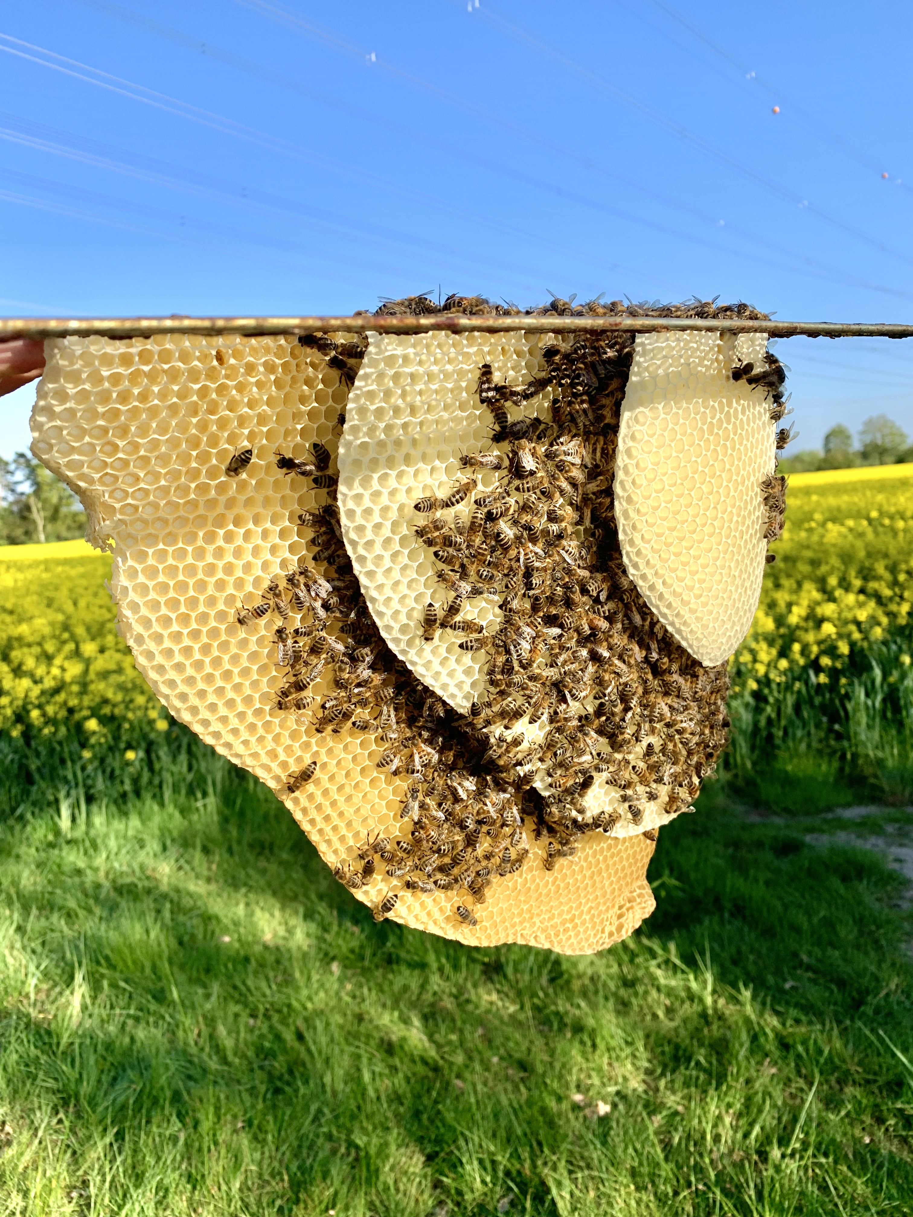 Bienen mit Naturbau