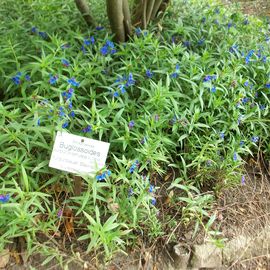 Botanischer Garten in Halle an der Saale