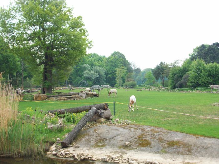 Nutzerbilder Marché Patakan (im Zoo Leipzig)