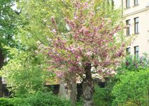 Bild zu Botanischer Garten