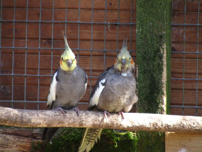 Nutzerbilder Birgits Tiergarten (Streichelzoo, Parkanlage, Terrassencafé)