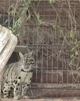 Bild zu Felidae Wildkatzen und Artenschutzzentrum Barnim