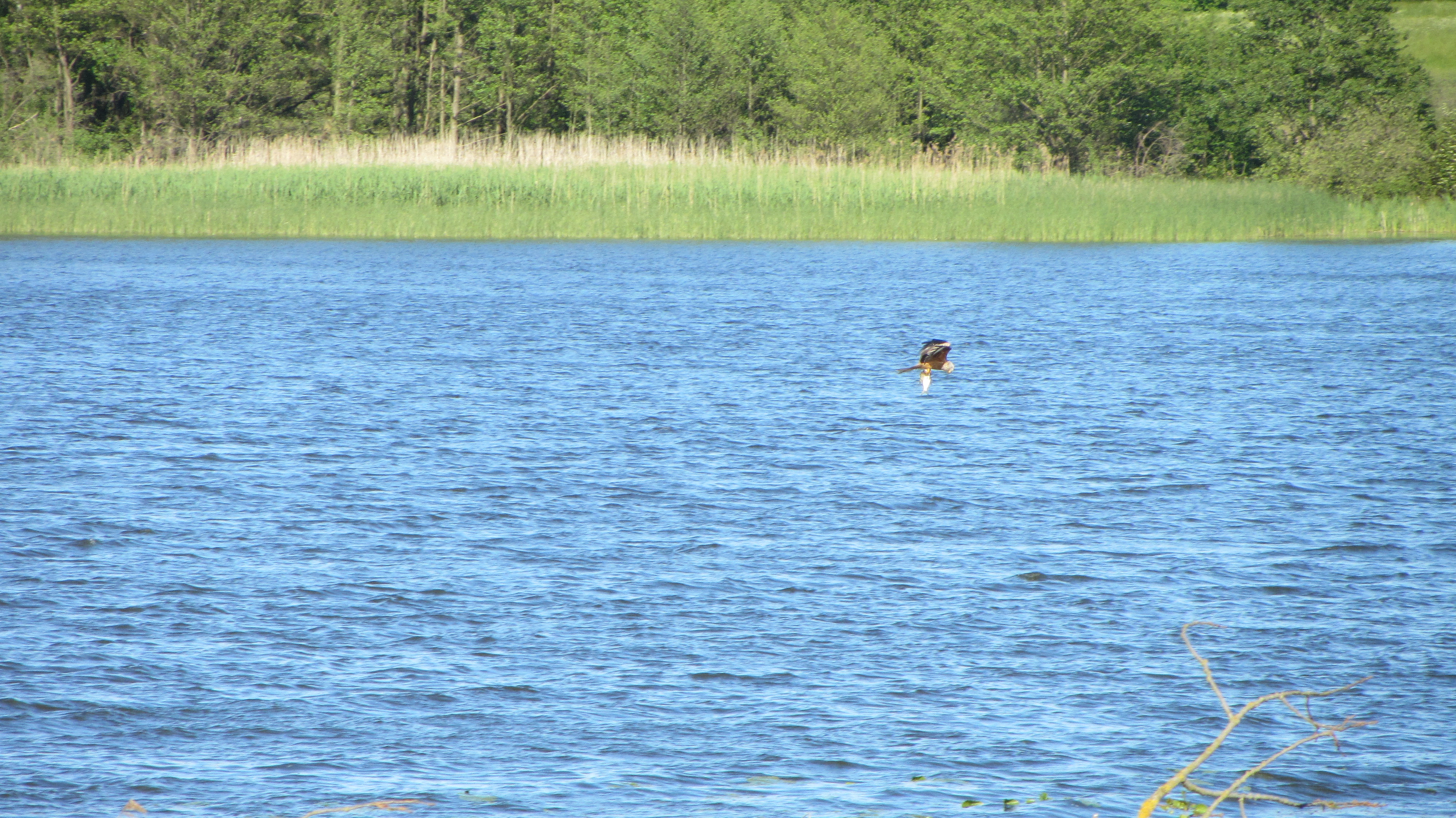 Raubvogel beim Fischfang am Sternberger See beobachtet.