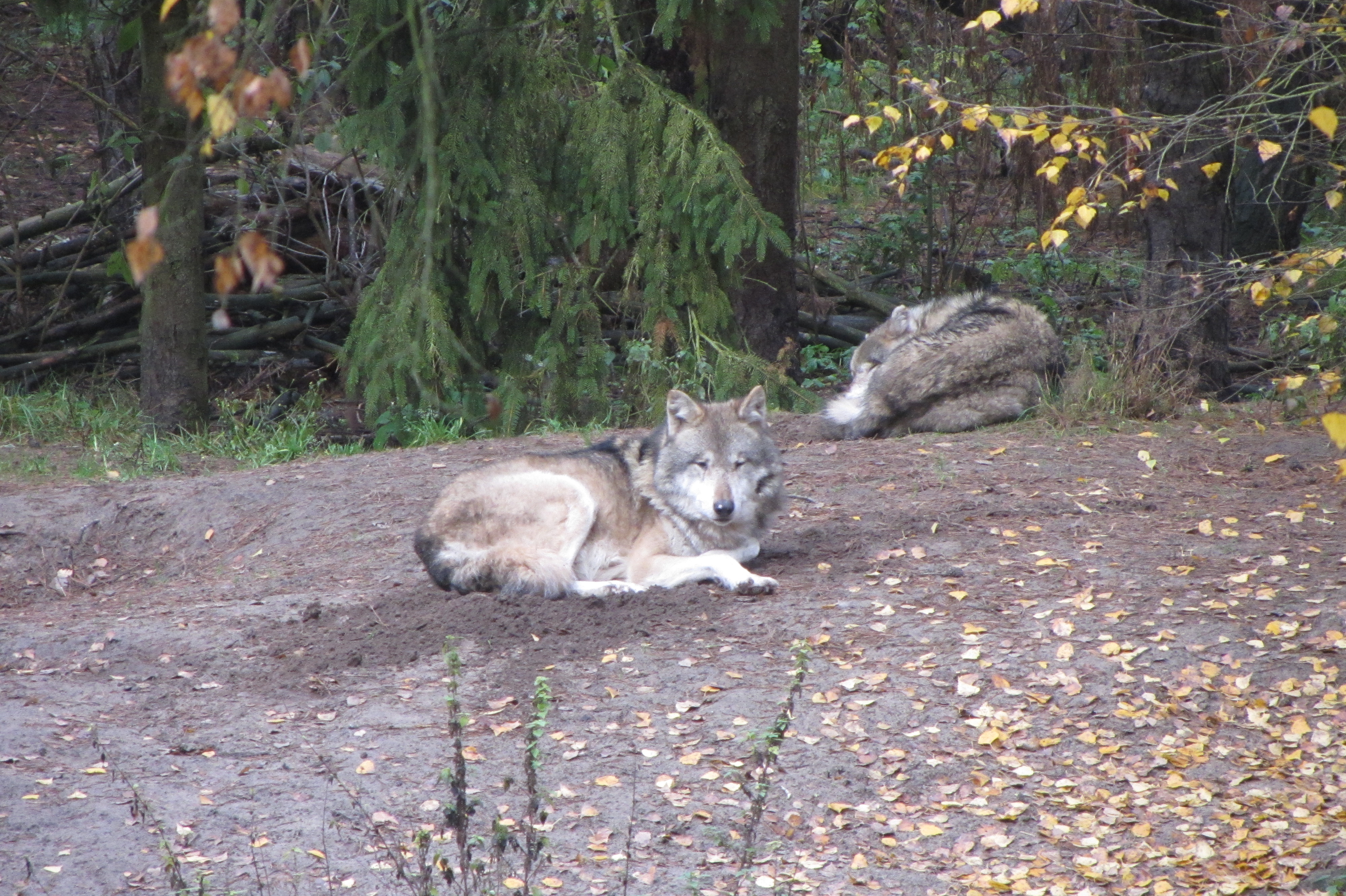 Wölfe im Woldpark