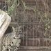 Felidae Wildkatzen und Artenschutzzentrum Barnim in Tempelfelde Gemeinde Sydower Fließ