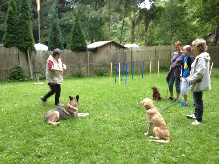 Training auf dem Hundeplatz