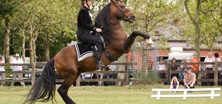 Bild zu Reitschule Manuela Freiesleben