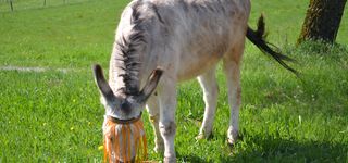 Bild zu Lama Sheeptrekking