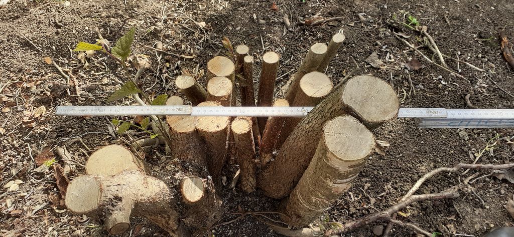 Nutzerfoto 3 Görlich Baumpflege
