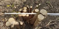 Nutzerfoto 3 Görlich Baumpflege