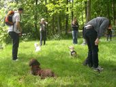 Nutzerbilder Hundepädagogin Susanne Wille Hundeschule und tiergestützte Interventionen