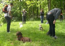 Bild zu Hundepädagoge - Hundeschule, tiergestützte Pädagogik, Therapiehundeausbilung
